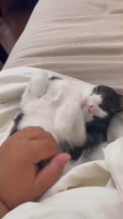 Enlarge Sabine & Delphine (bonded pair), a Adoptable Domestic Medium Hair in Los Angeles, CA video 6/6