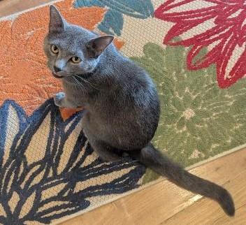 KAI - HANDSOME INTERACTIVE ATTENTION-SEEKING BLUE BOY, ADOPTABLE, Young Male Domestic Short Hair & Russian Blue.