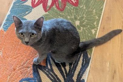 KAI - HANDSOME INTERACTIVE ATTENTION-SEEKING BLUE BOY, a ADOPTABLE mixed breed in Plano, TX image 2/4
