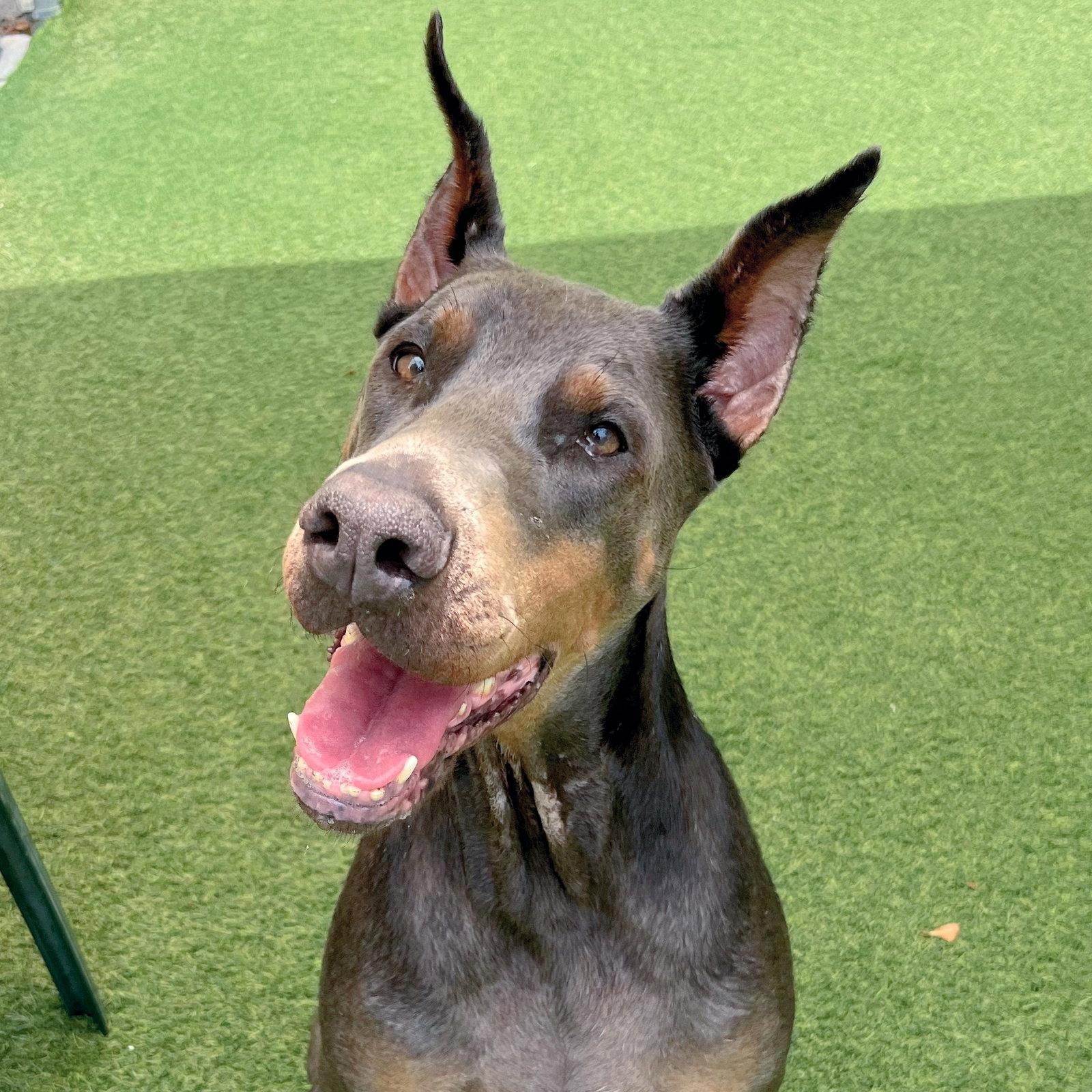 Lexi 3576, a Adoptable Doberman Pinscher in Oakland Park, FL image 1/3