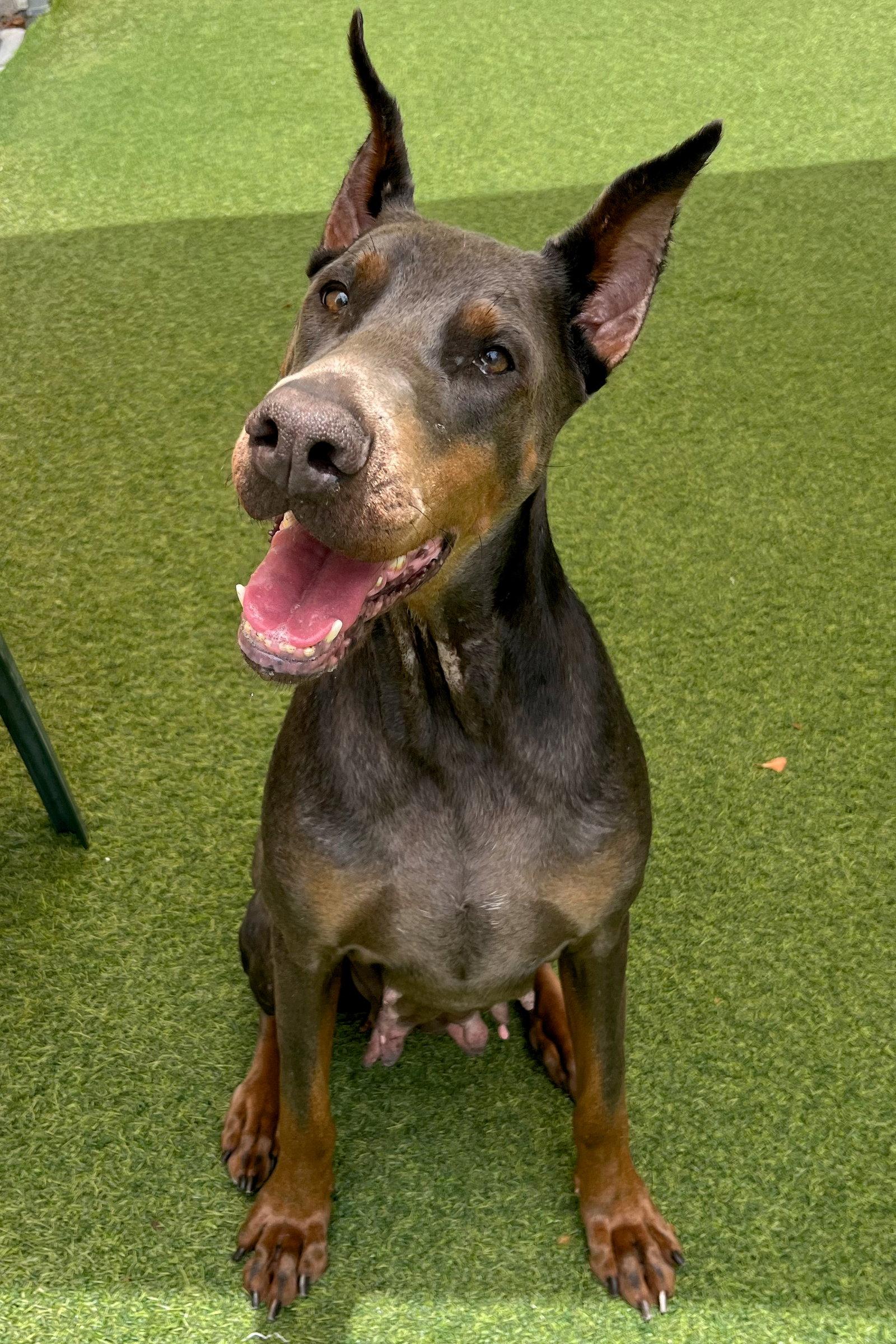 Lexi 3576, Adoptable, Adult Female Doberman Pinscher.
