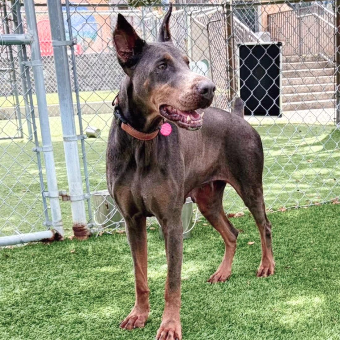 Lexi 3576, a Adoptable Doberman Pinscher in Oakland Park, FL image 2/3
