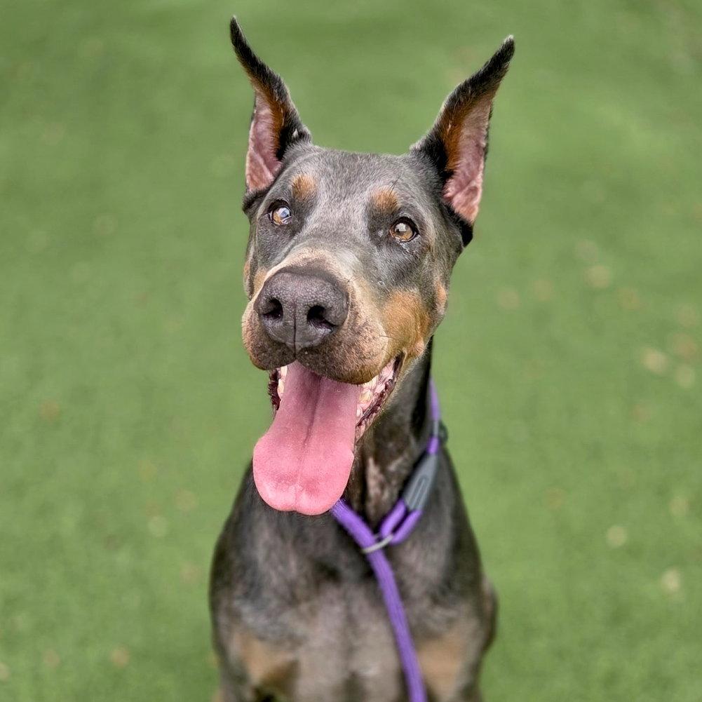 Lexi 3576, a Adoptable Doberman Pinscher in Oakland Park, FL image 3/3