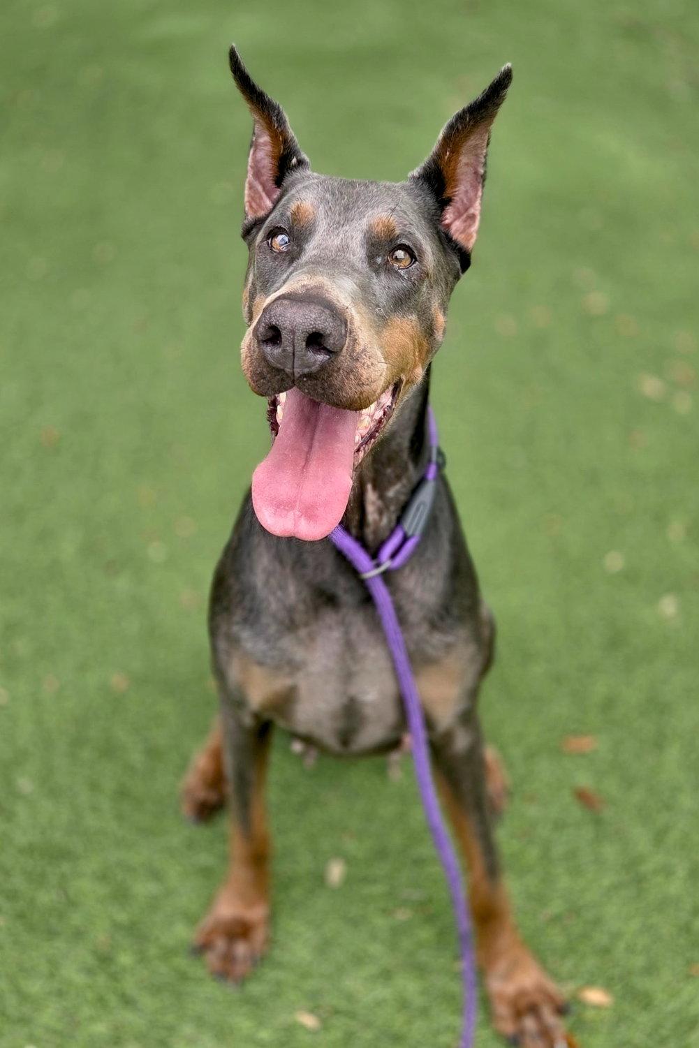 Lexi 3576, a Adoptable Doberman Pinscher in Oakland Park, FL image 2/3