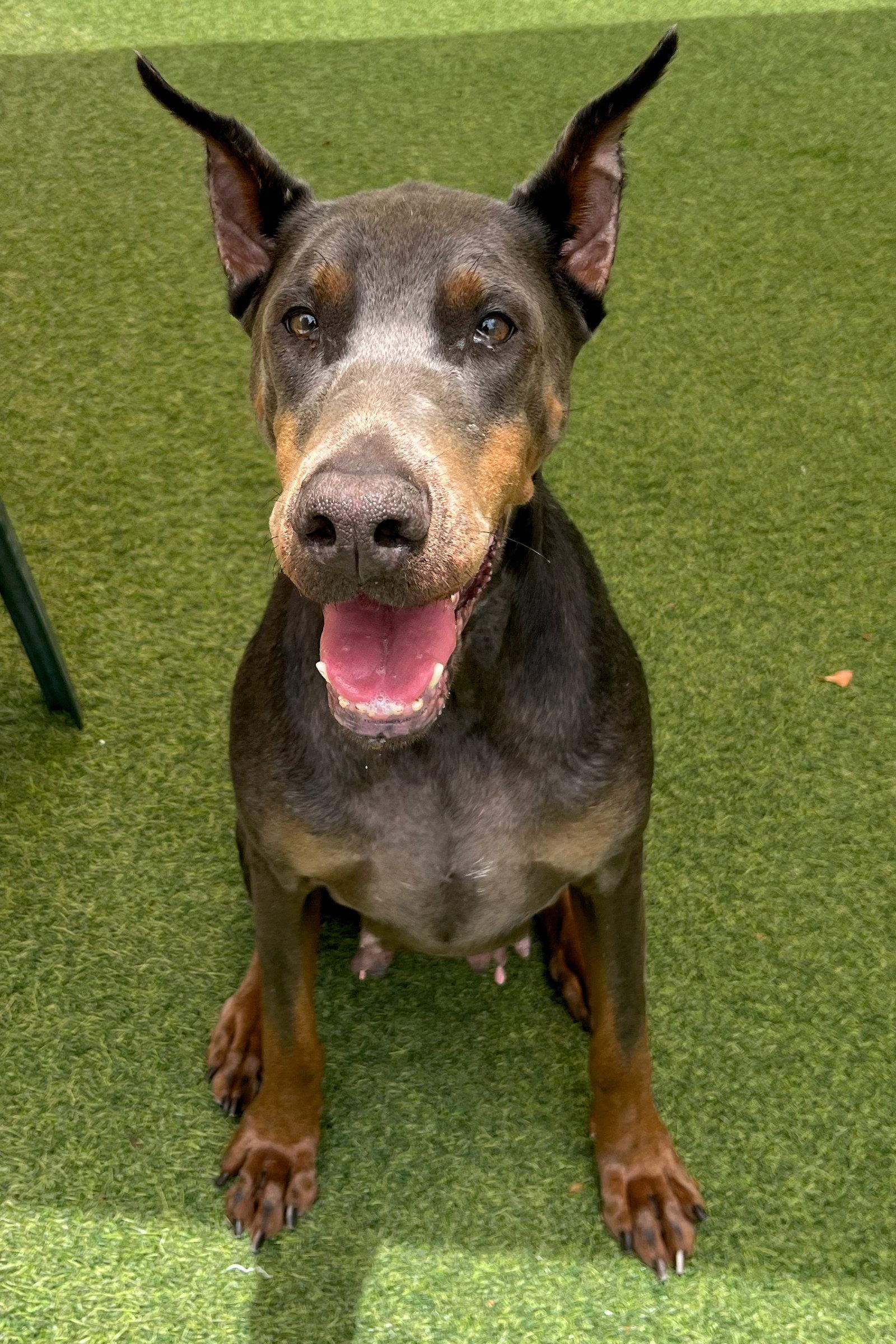 Lexi 3576, a Adoptable Doberman Pinscher in Oakland Park, FL image 3/3