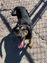 Enlarge Hotdog, a ADOPTABLE Mixed Breed in Georgetown, SC image 1/2