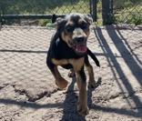 Enlarge Hotdog, a ADOPTABLE Mixed Breed in Georgetown, SC image 2/2