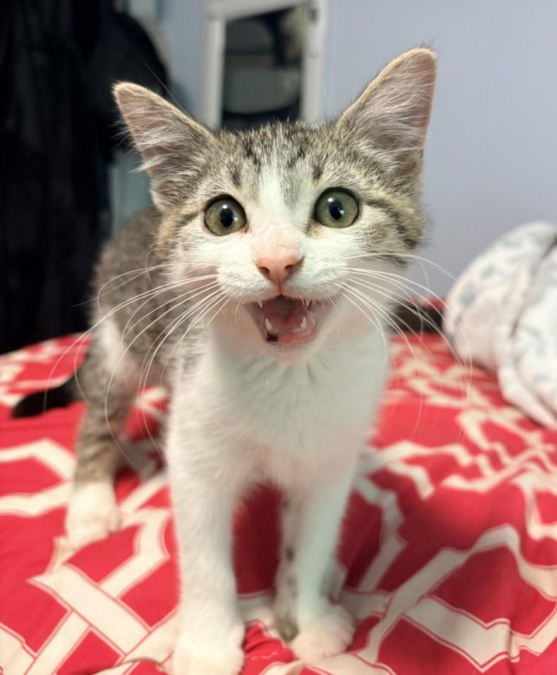 Enlarge PUDDLES, a Adoptable Domestic Short Hair in Hagerstown, MD image 1/1