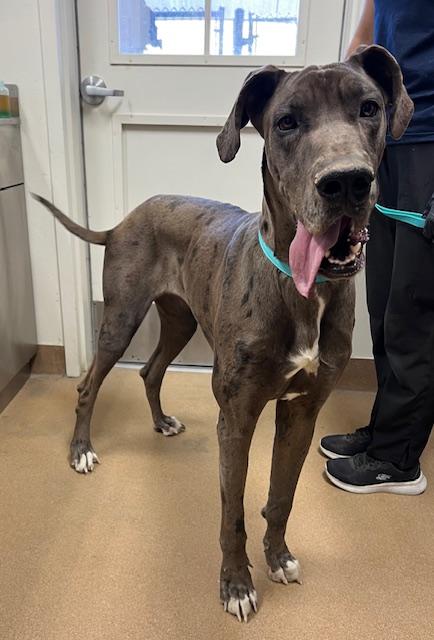 Enlarge DARLA, a Adoptable Great Dane in Norco, CA image 1/1