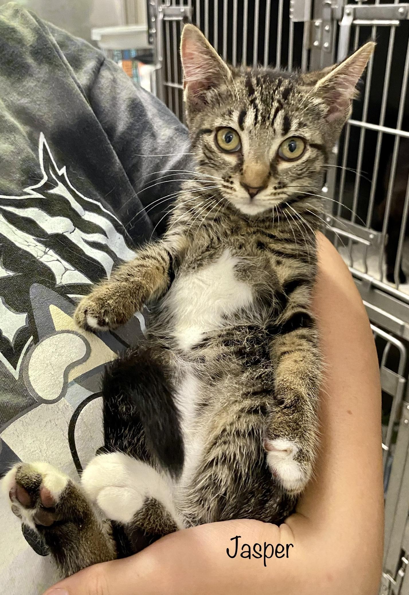 Jasper, an adoptable Domestic Short Hair Mix in Bedford, VA_image-1