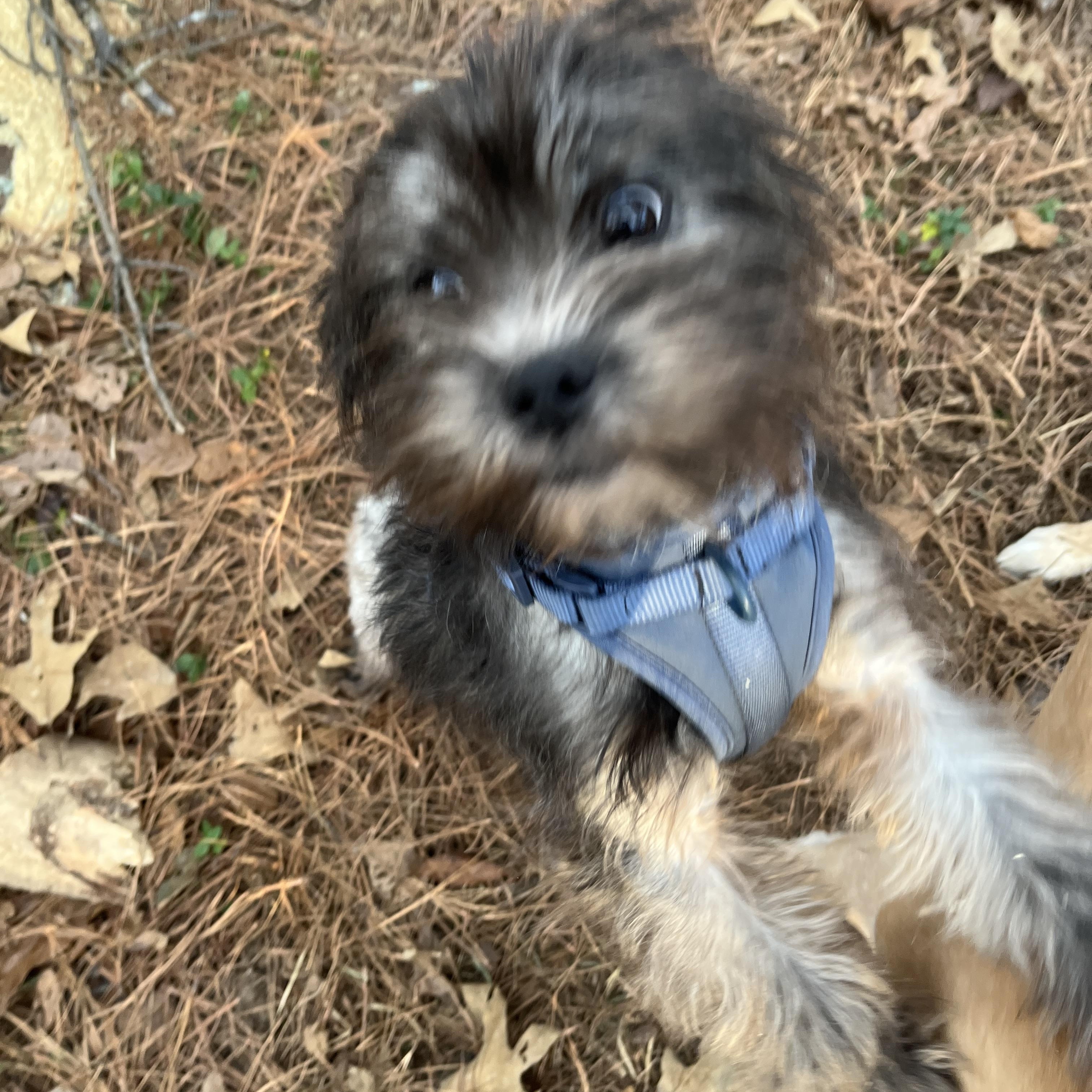 Enlarge Ivy, a Adoptable mixed breed in Johnston , RI image 1/4