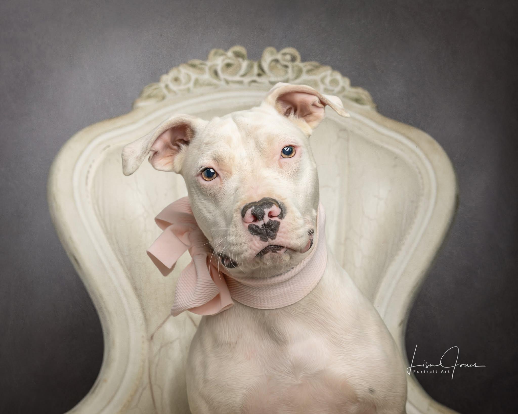 Enlarge Hollie, a ADOPTABLE Pit Bull Terrier in Cullman, AL image 1/2