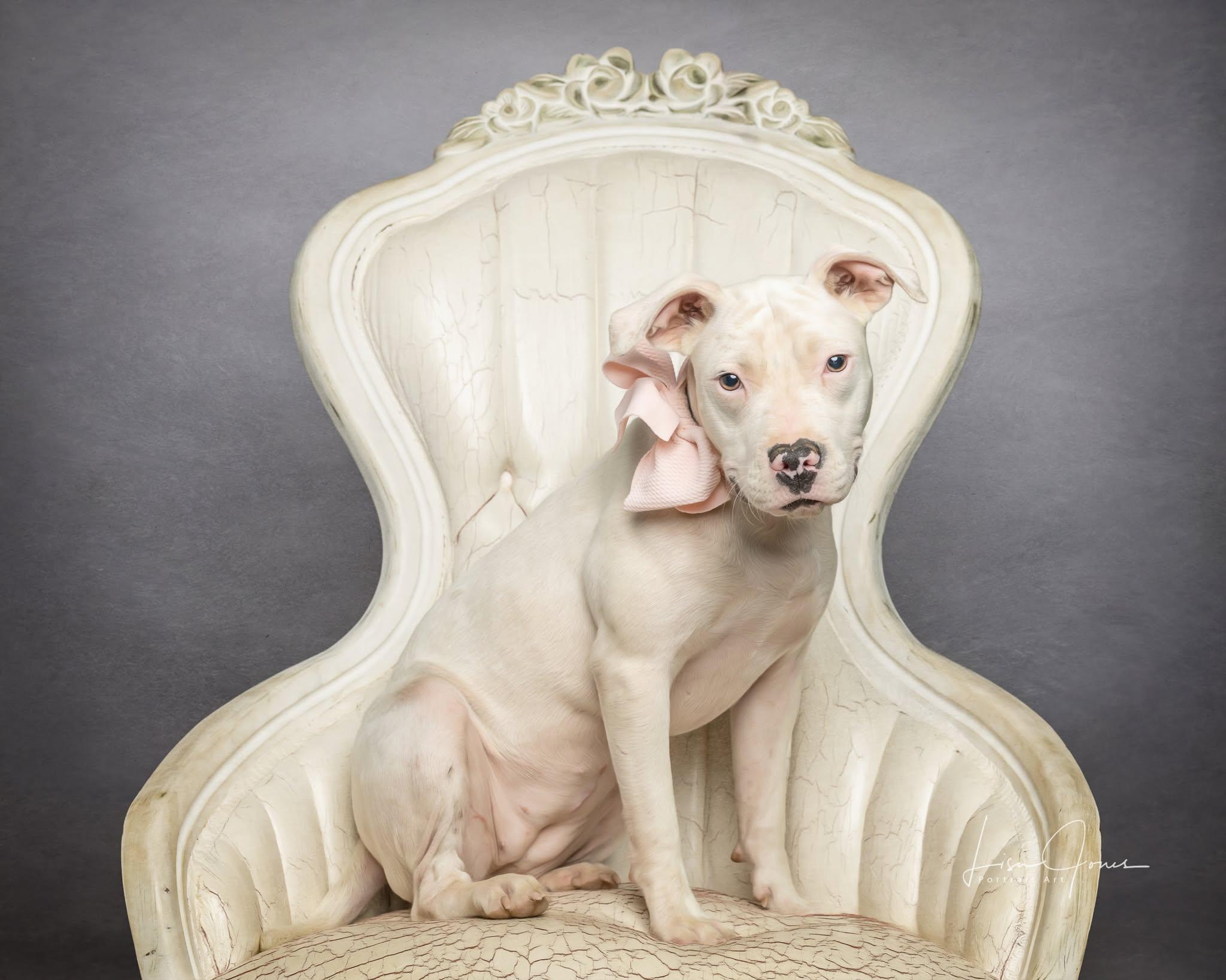Enlarge Hollie, a ADOPTABLE Pit Bull Terrier in Cullman, AL image 2/2