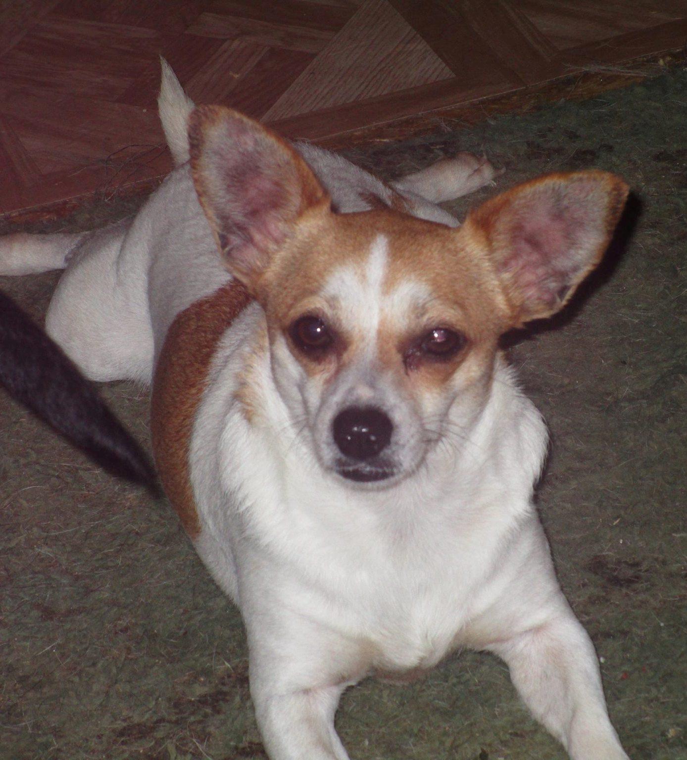 Enlarge Pumpkin, a Adoptable mixed breed in Floresville, TX image 1/2