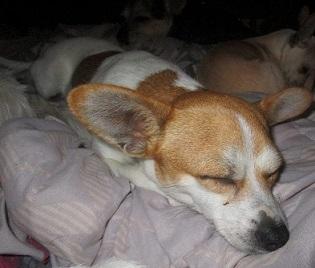 Enlarge Pumpkin, a Adoptable mixed breed in Floresville, TX image 2/2