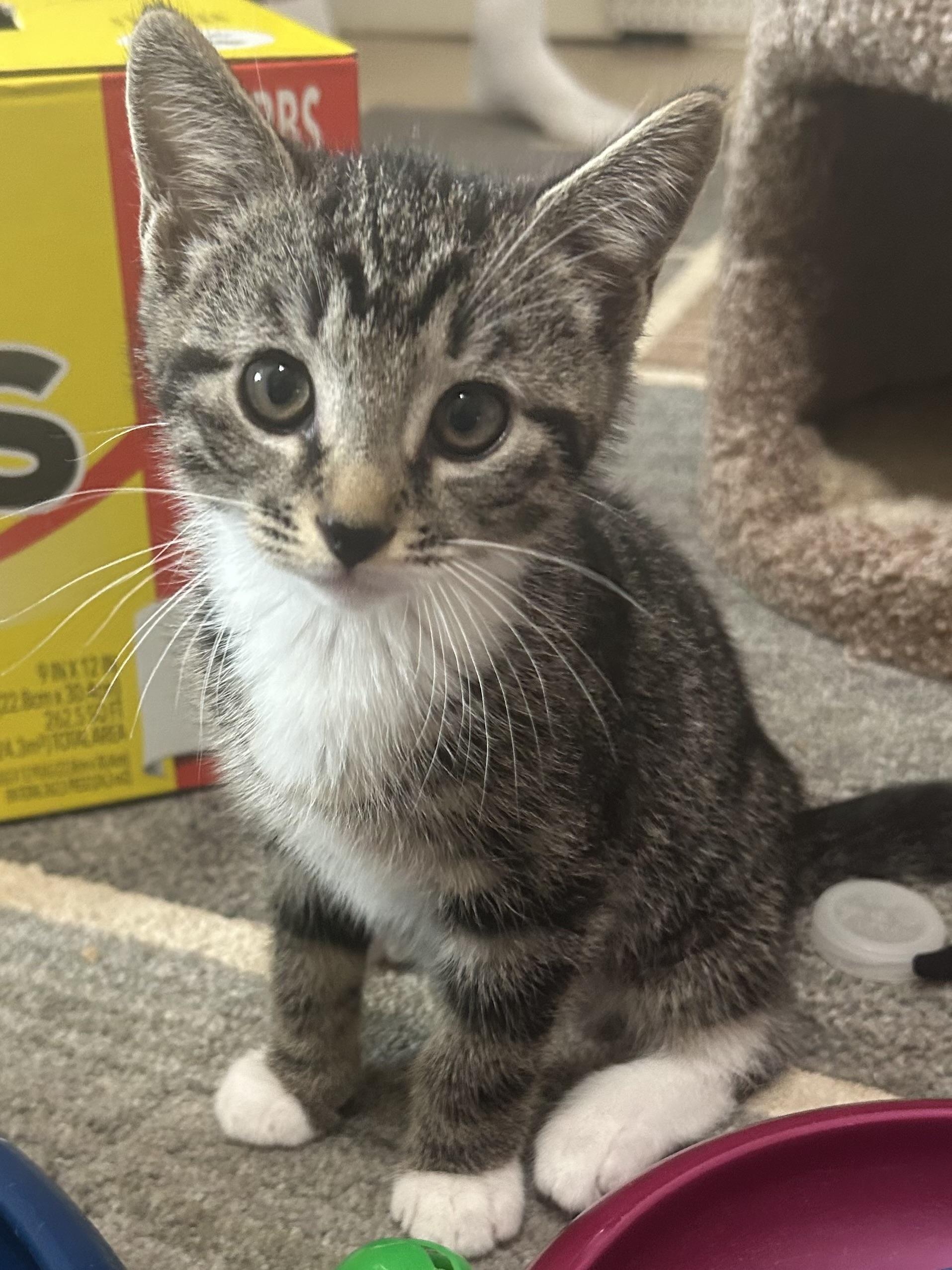 Indy Jones, Adoptable, Kitten Male Domestic Short Hair.