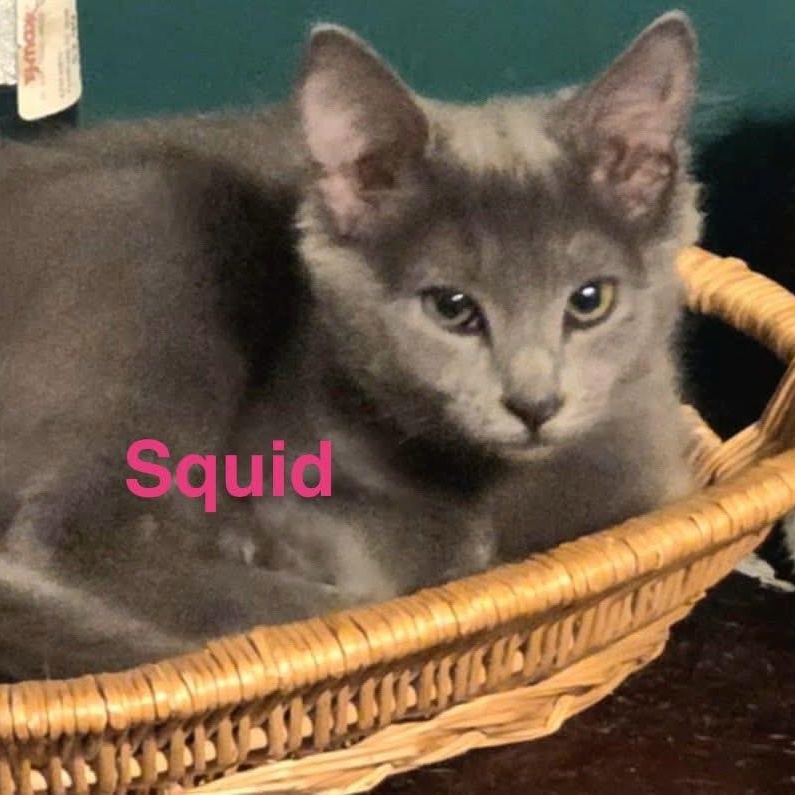 Enlarge Squid, a Adopted Domestic Medium Hair in Phenix City, AL image 1/1