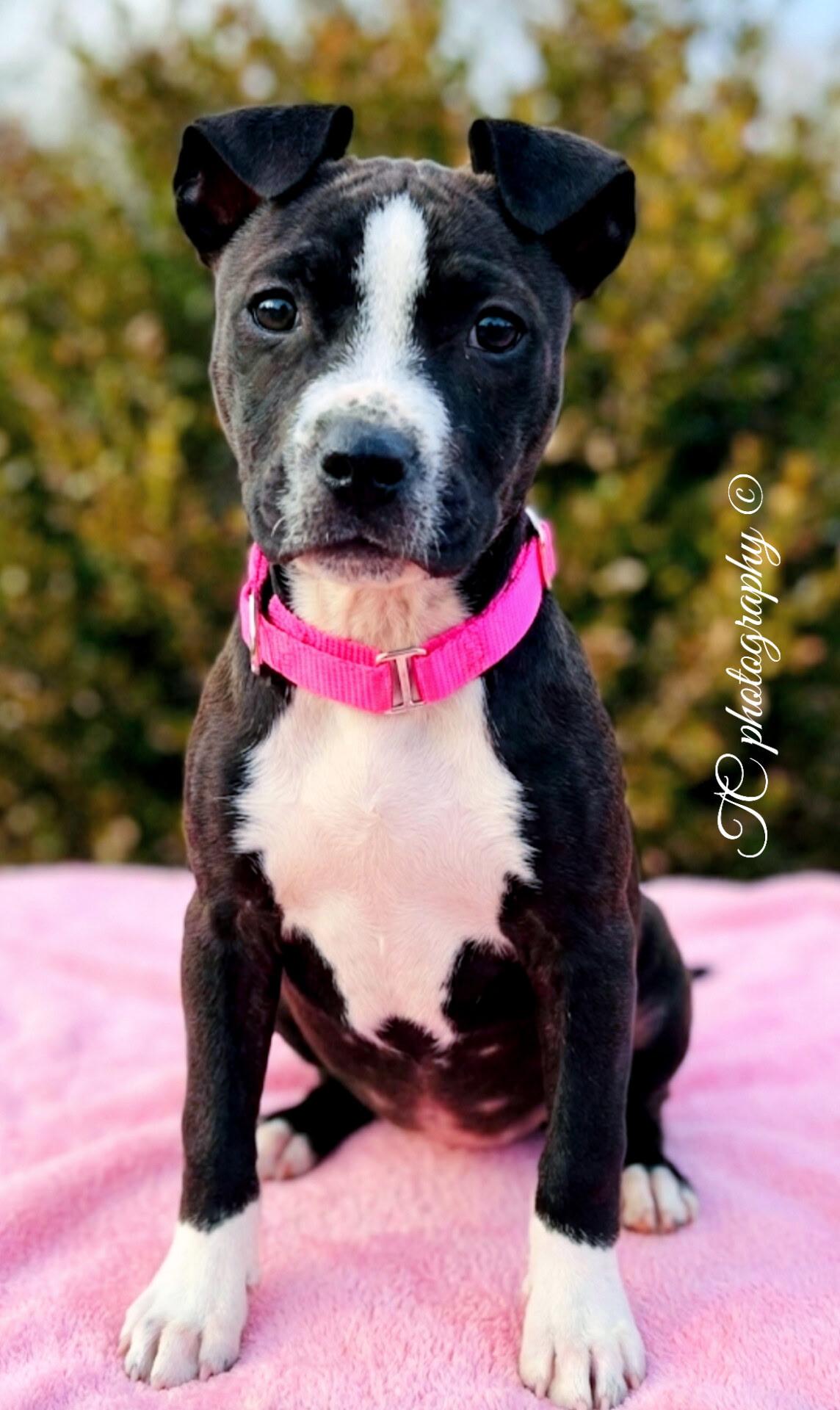 Chloe, adopted, Puppy Female Pit Bull Terrier.