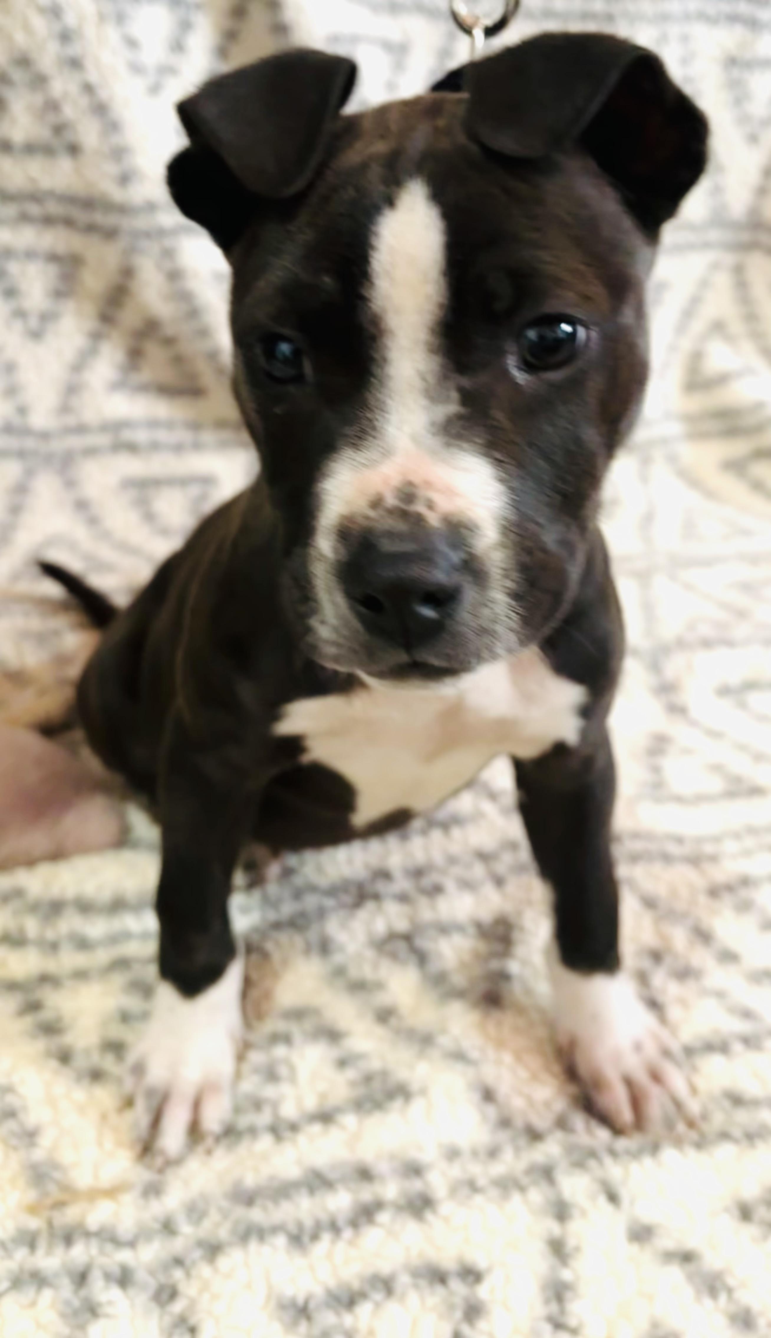 Enlarge Chloe, an adopted Pit Bull Terrier in Nahunta, GA image 3/3