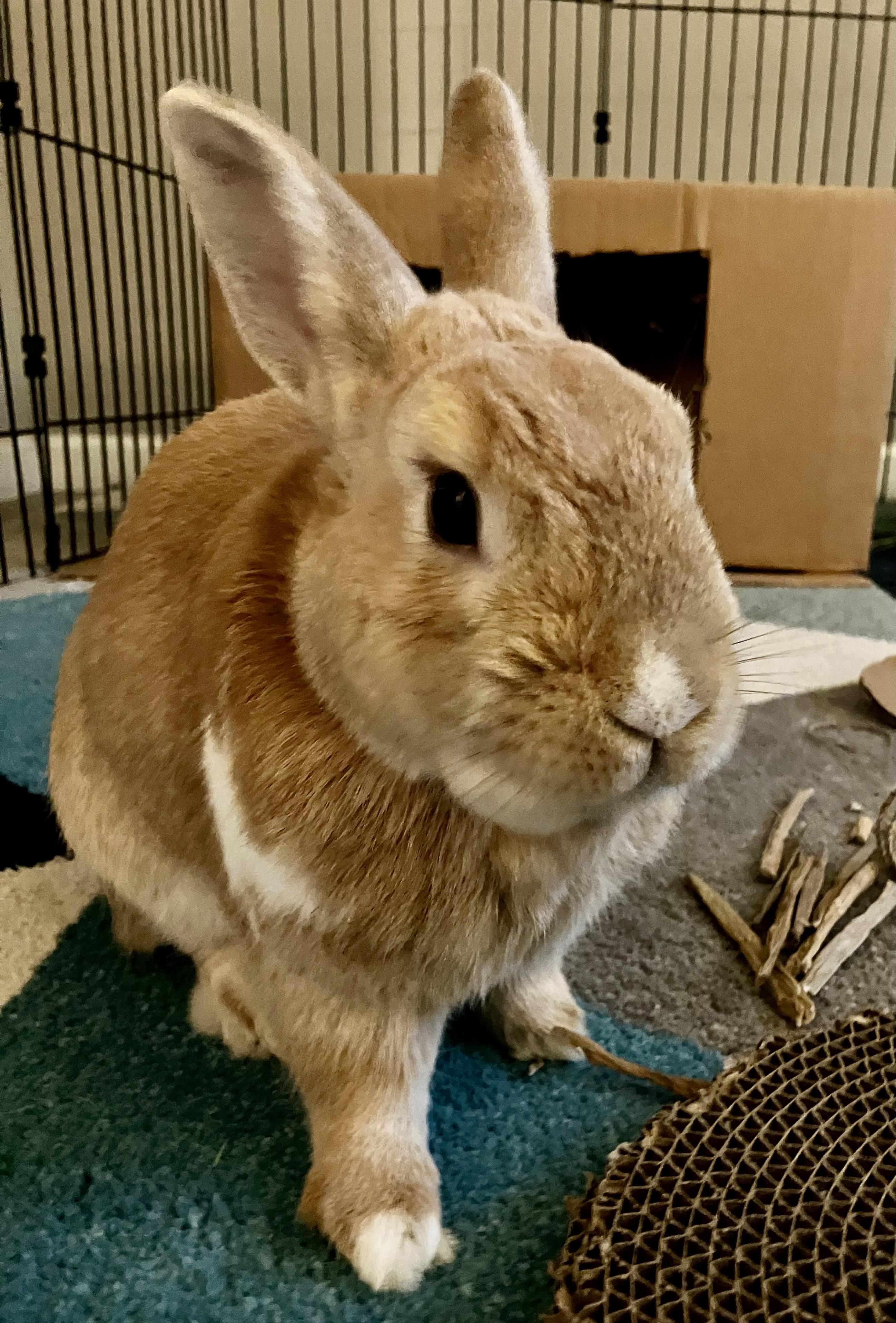 Oliver, ADOPTABLE, Adult Male Bunny Rabbit.