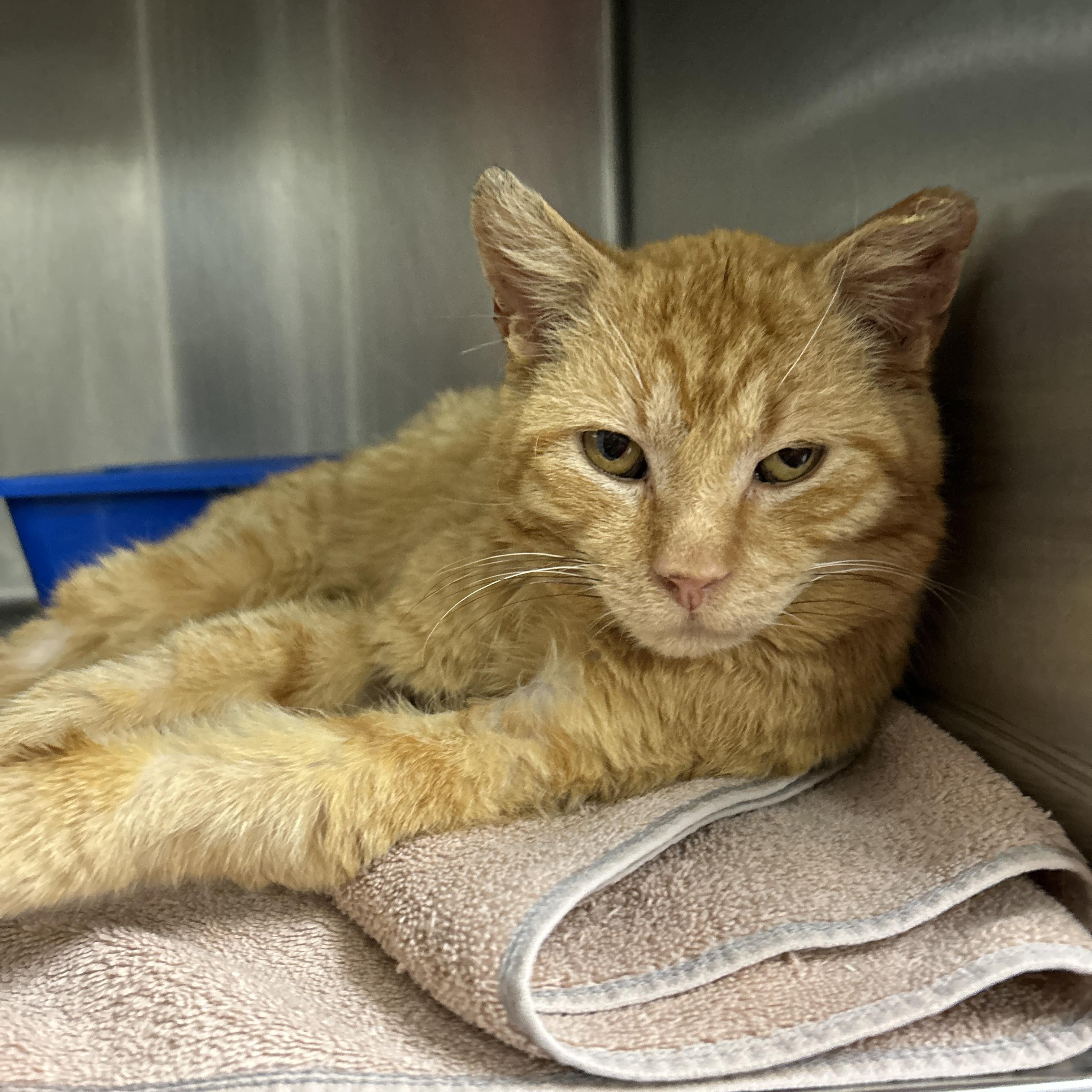 Bleu , a ADOPTABLE Domestic Short Hair in La Grange Park, IL image 3/3