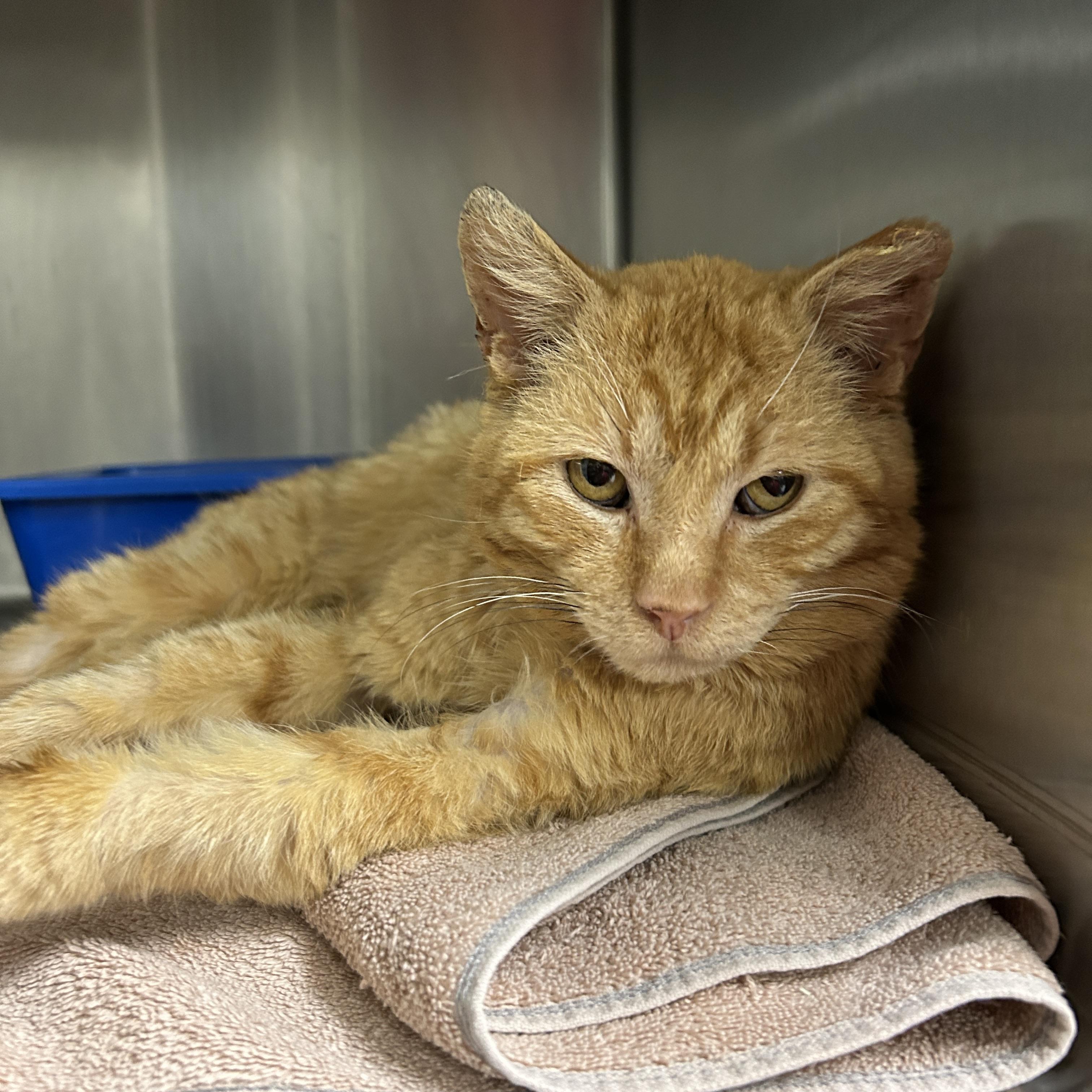 Bleu , a ADOPTABLE Domestic Short Hair in La Grange Park, IL image 2/3