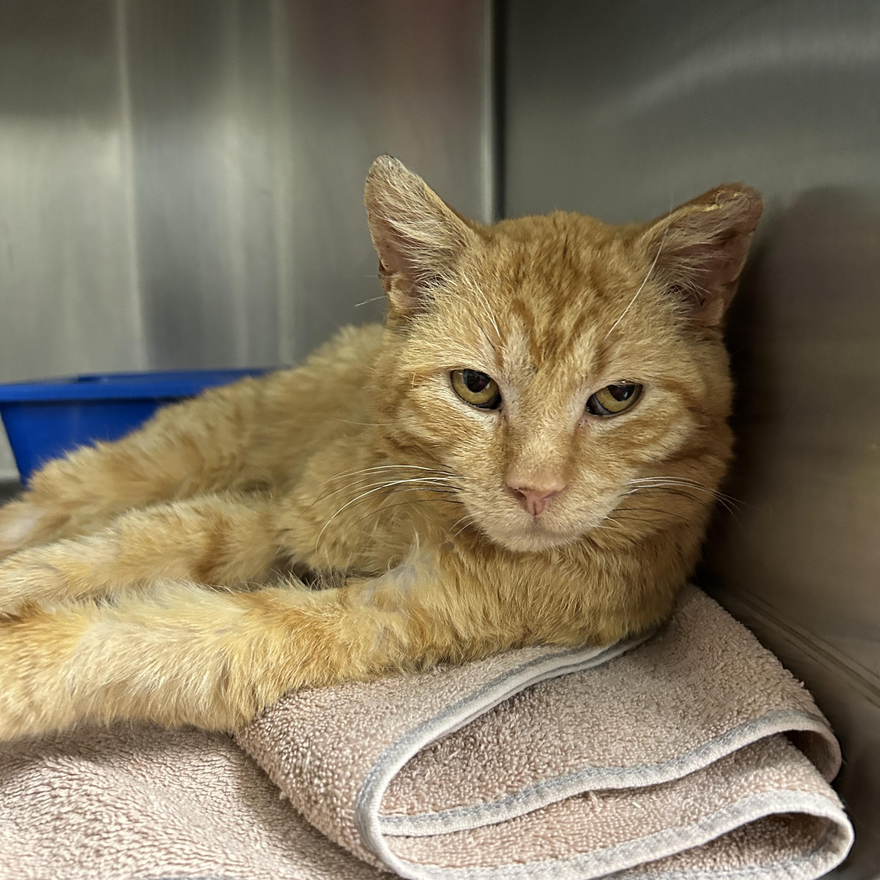 Bleu , a ADOPTABLE Domestic Short Hair in La Grange Park, IL image 1/3