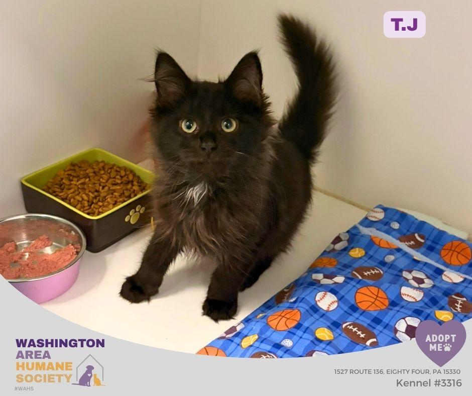T.J, Adopted, Kitten Male Domestic Long Hair.
