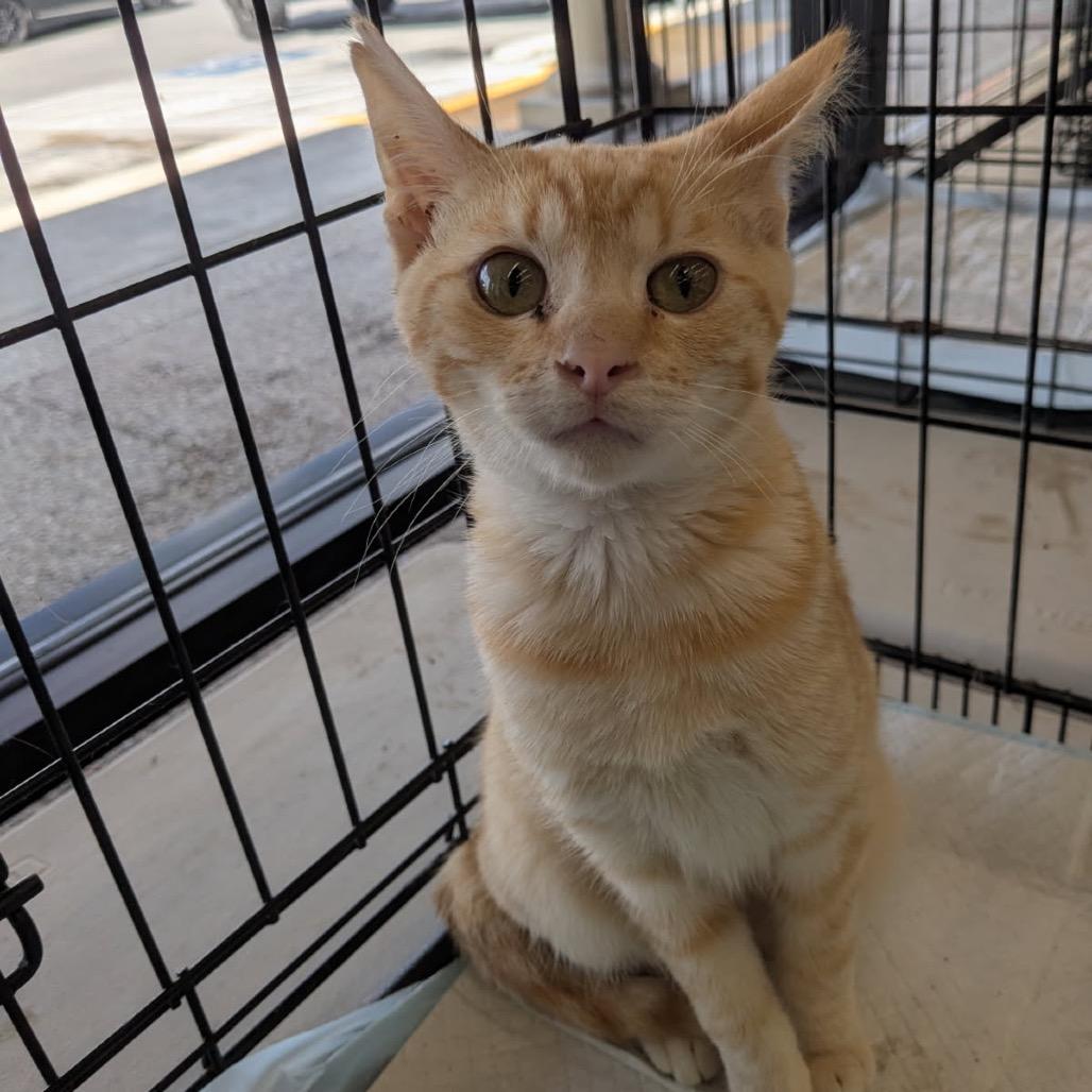 Pedro Pspscal, Adoptable, Young Male Domestic Short Hair.