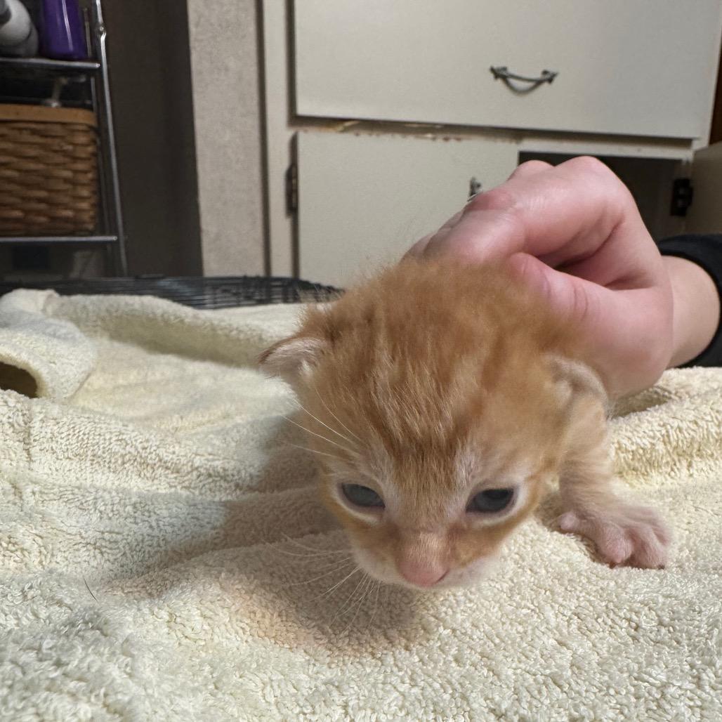 Enlarge Pedro Pspscal, a Adoptable Domestic Short Hair in SAN ANTONIO, TX image 2/2