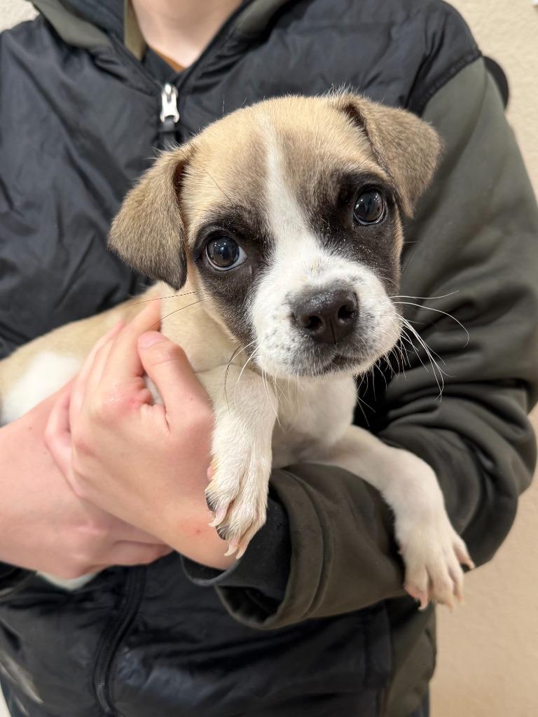 Enlarge Extravaganza, a Adoptable Mixed Breed in Vacaville, CA image 1/1