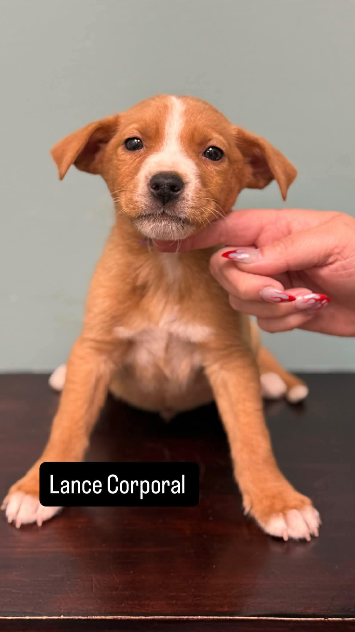 Lance Corporal, Adoptable, Puppy Male Labrador Retriever.