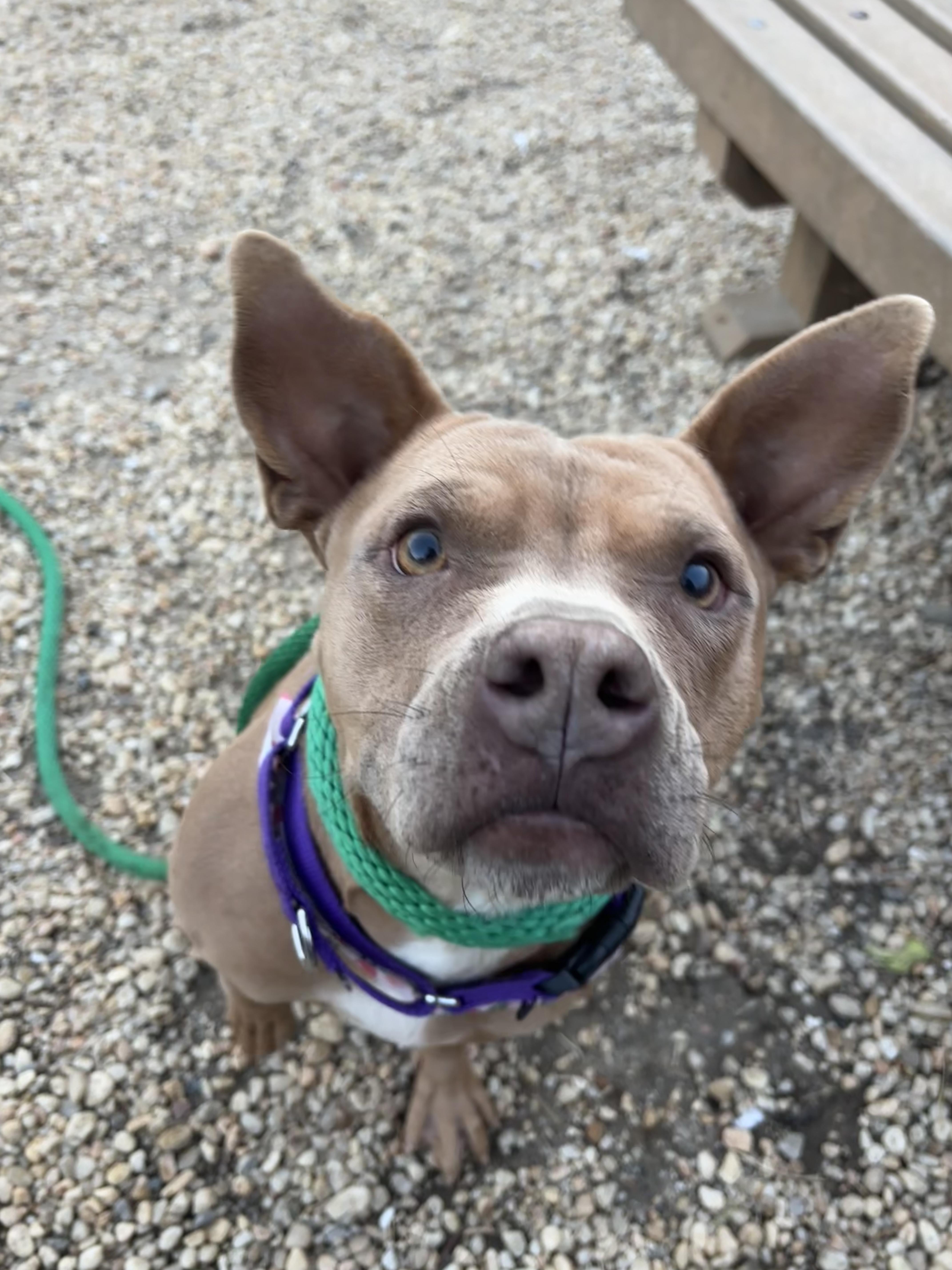 Baby Mochas , ADOPTABLE, Adult Female Mixed Breed.