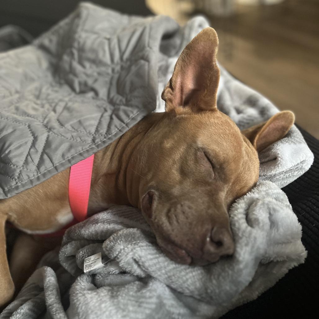 Enlarge Baby Mochas , a ADOPTABLE Mixed Breed in Medford, NJ image 4/6