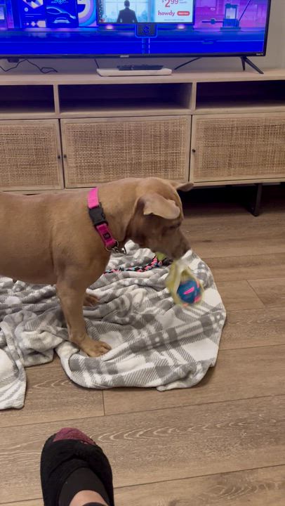 Enlarge Baby Mochas , a ADOPTABLE Mixed Breed in Medford, NJ video 5/6