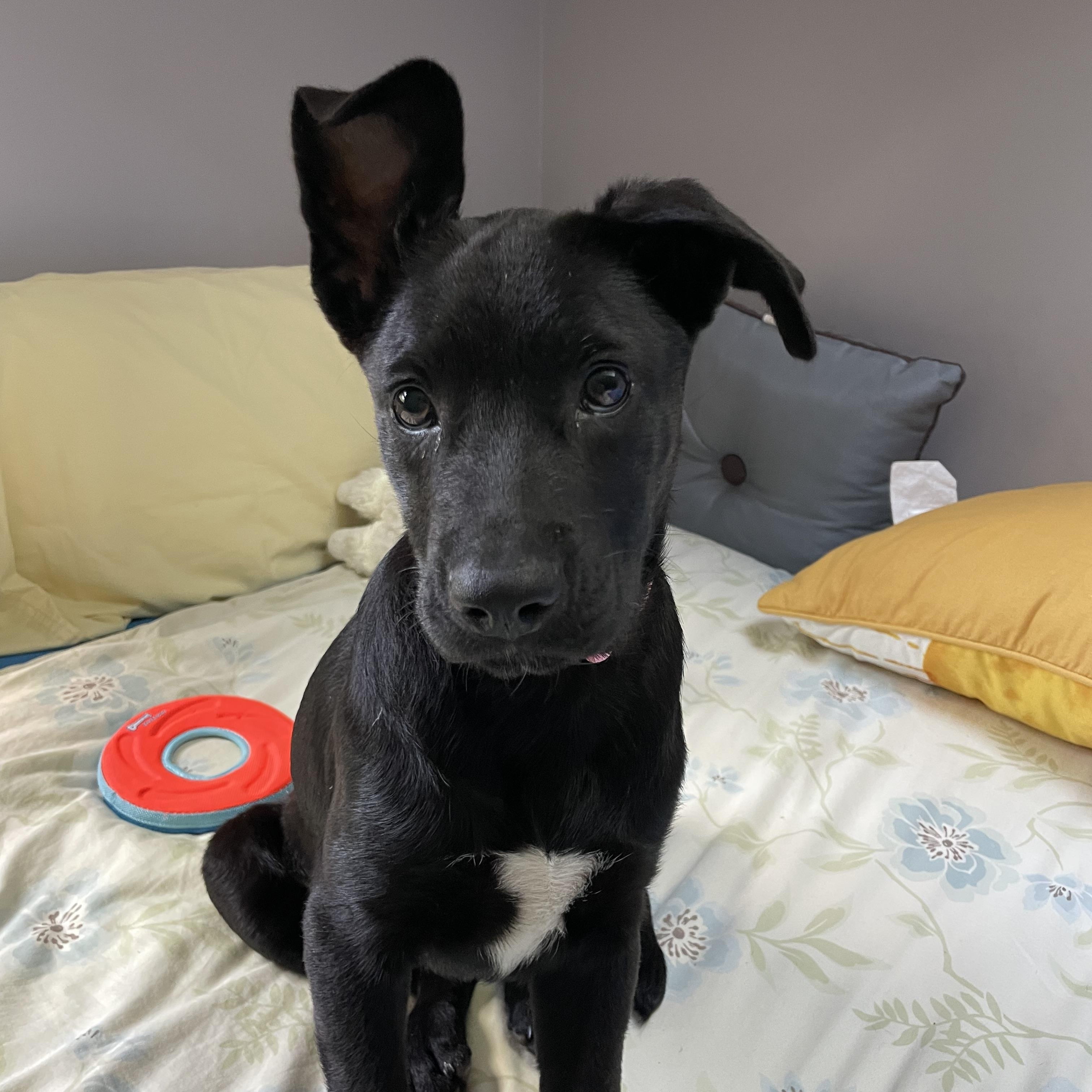 Katie Jo, Adoptable, Puppy Female Black Labrador Retriever.