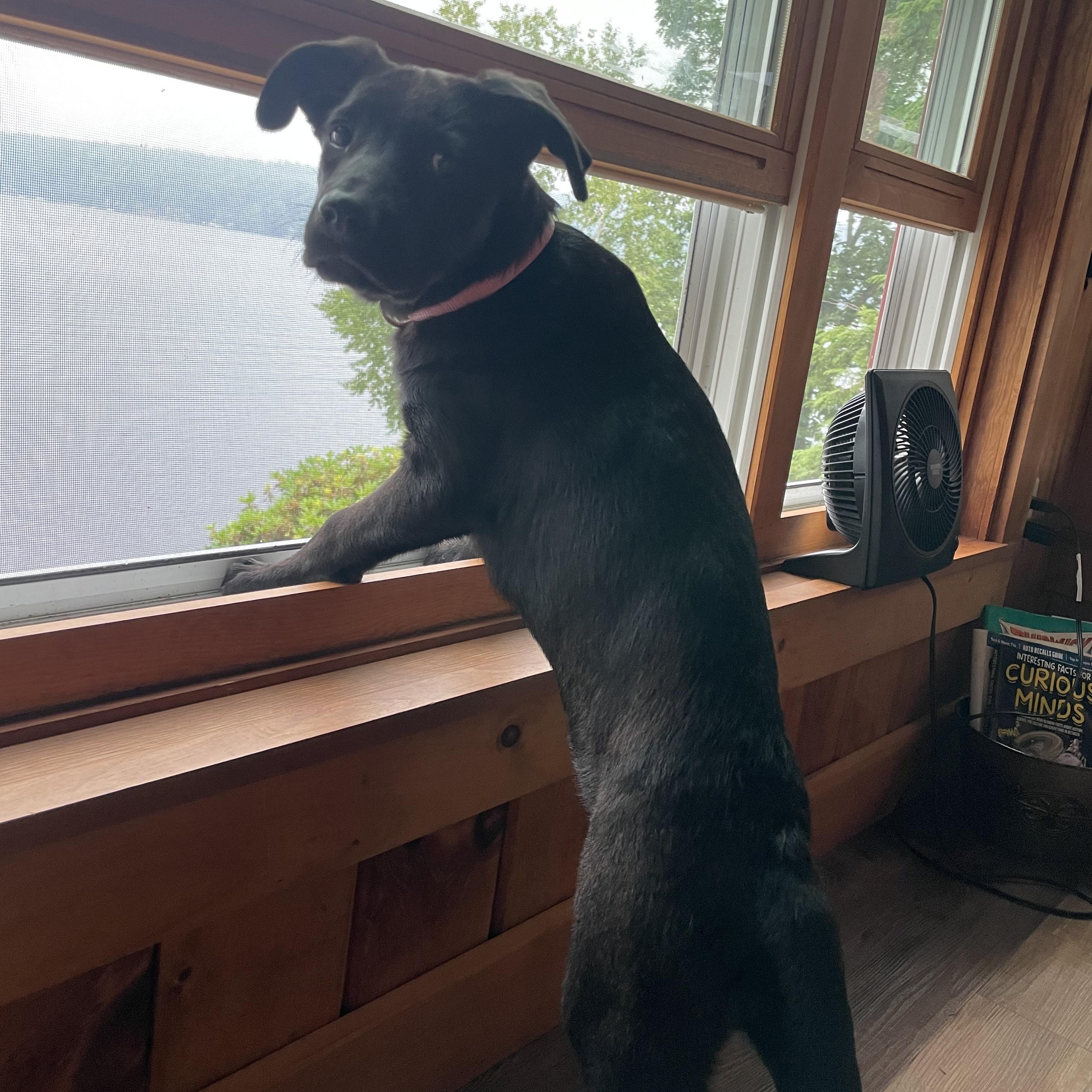 Enlarge Katie Jo, a Adoptable mixed breed in Portland, ME image 5/5