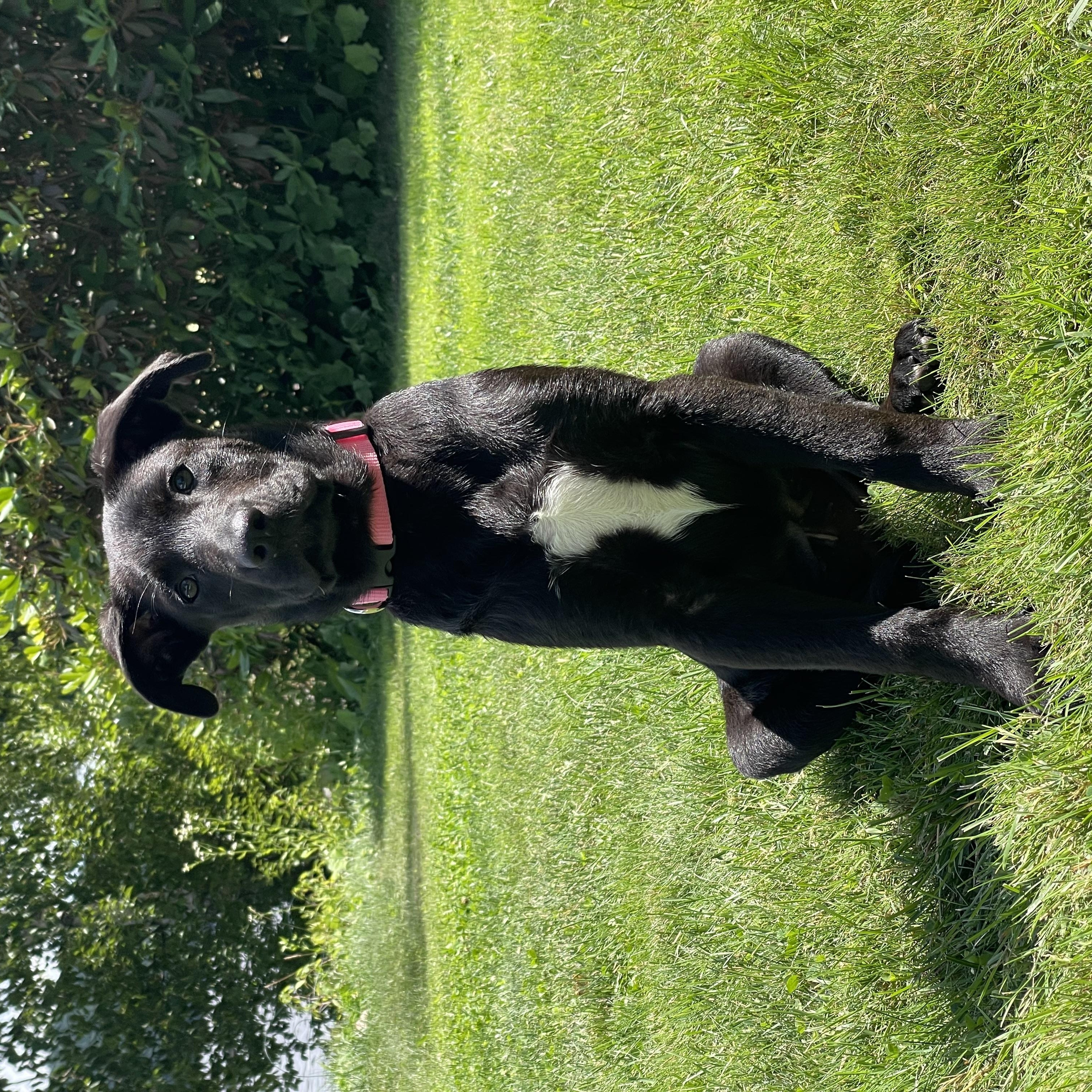 Enlarge Katie Jo, a Adoptable mixed breed in Portland, ME image 4/5