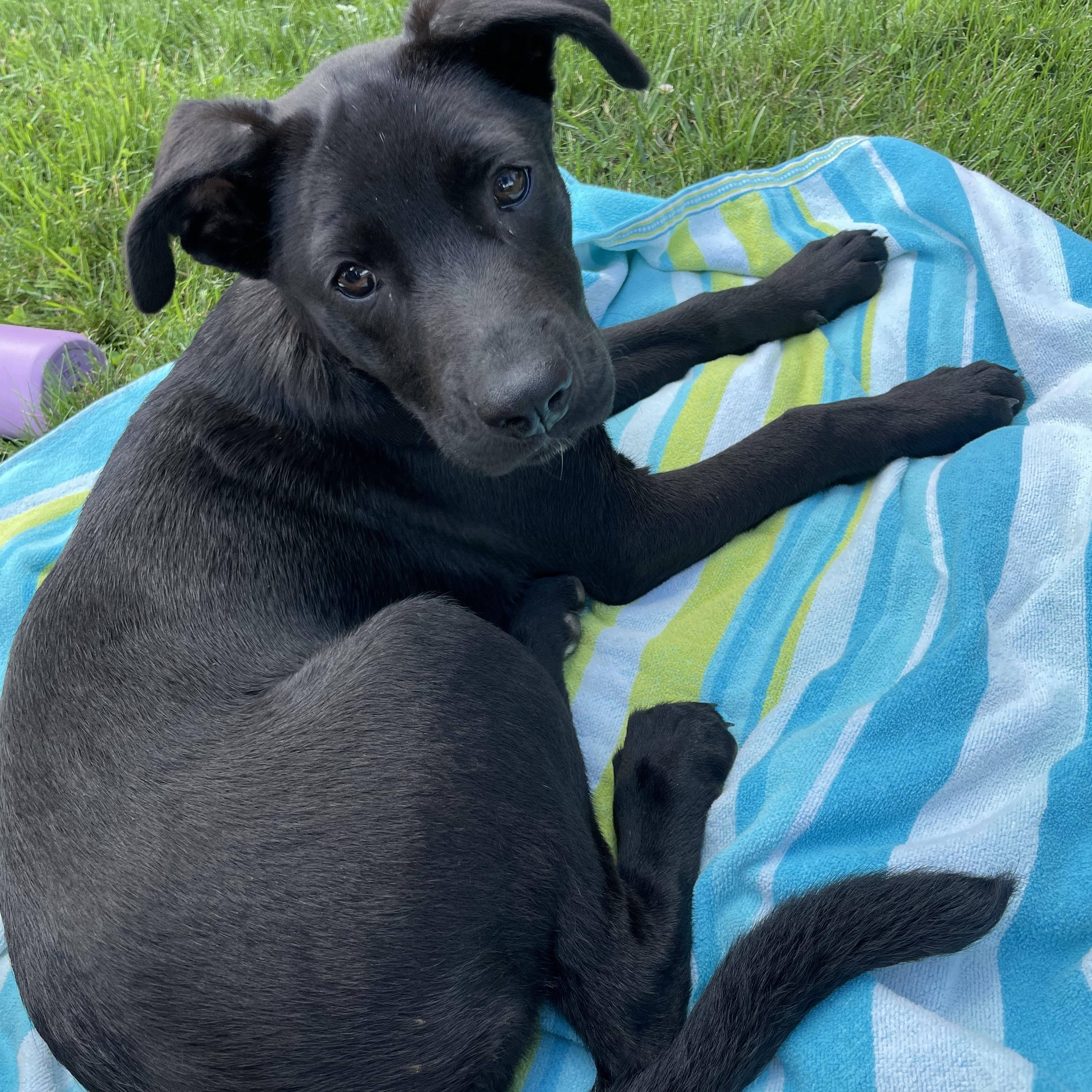 Enlarge Katie Jo, a Adoptable mixed breed in Portland, ME image 3/5
