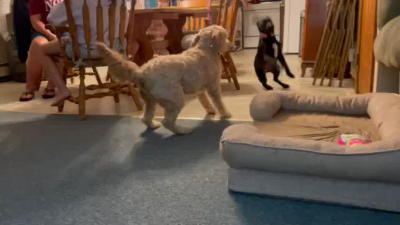 Enlarge Katie Jo, a Adoptable mixed breed in Portland, ME video 2/5