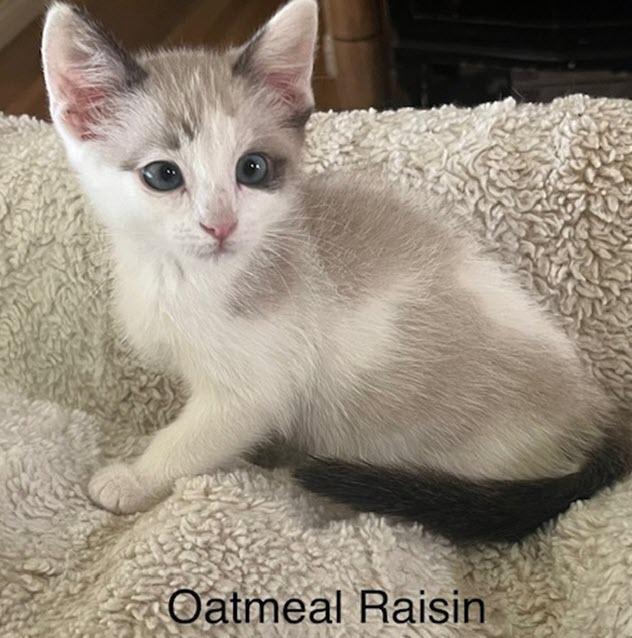 Enlarge Oatmeal Raisin, an adopted mixed breed in Tustin, CA image 1/5