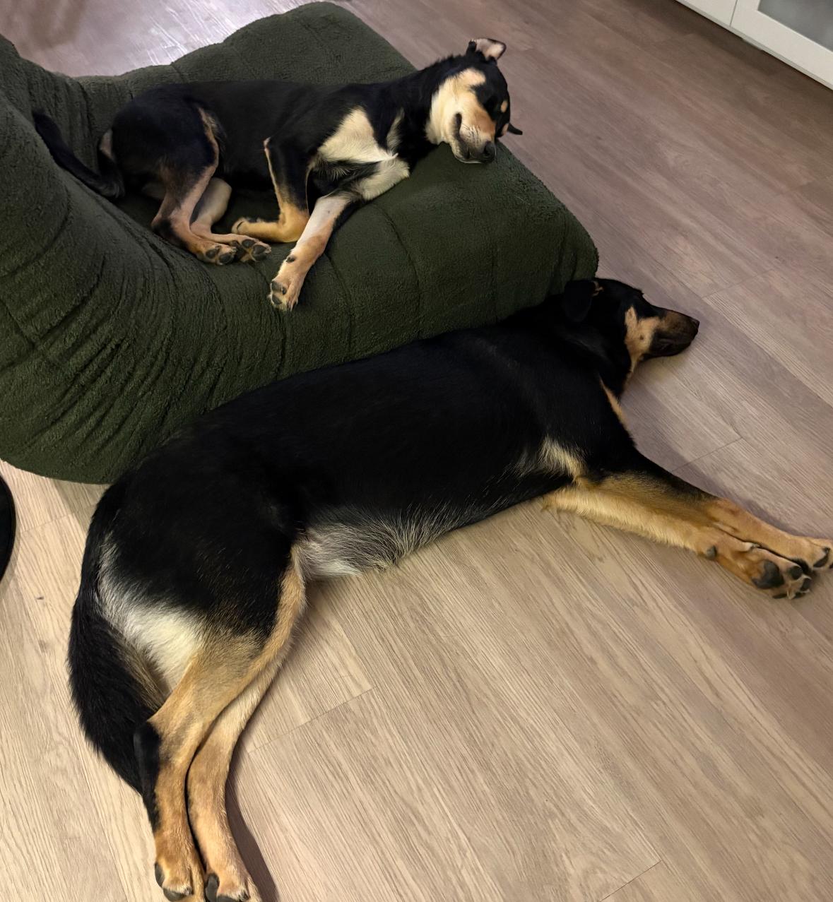 Enlarge Meelo - The Floppy Eared Babe, an adoptable mixed breed in LAS VEGAS, NV image 6/6