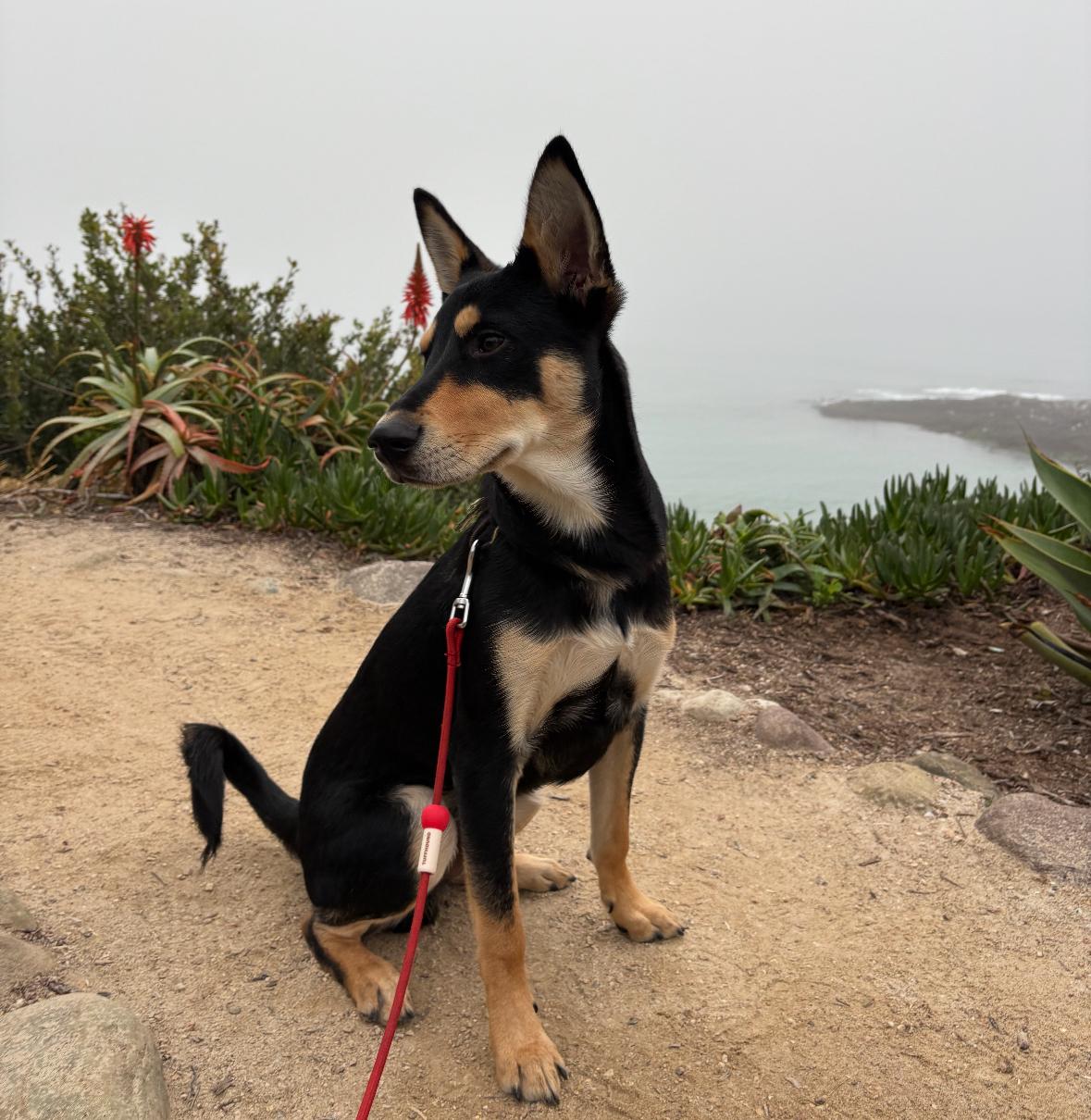 Enlarge Meelo - The Floppy Eared Babe, an adoptable mixed breed in LAS VEGAS, NV image 3/6