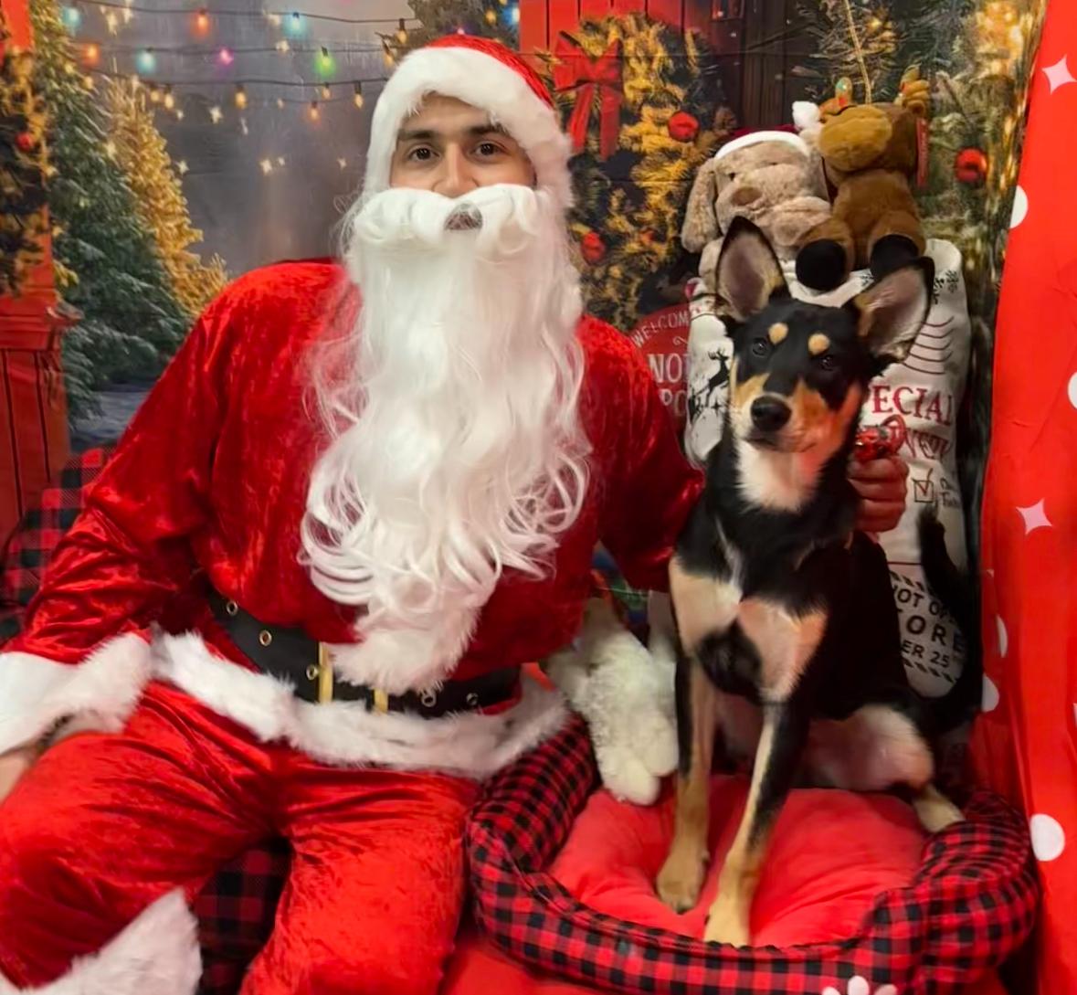 Enlarge Meelo - The Floppy Eared Babe, an adoptable mixed breed in LAS VEGAS, NV image 5/6