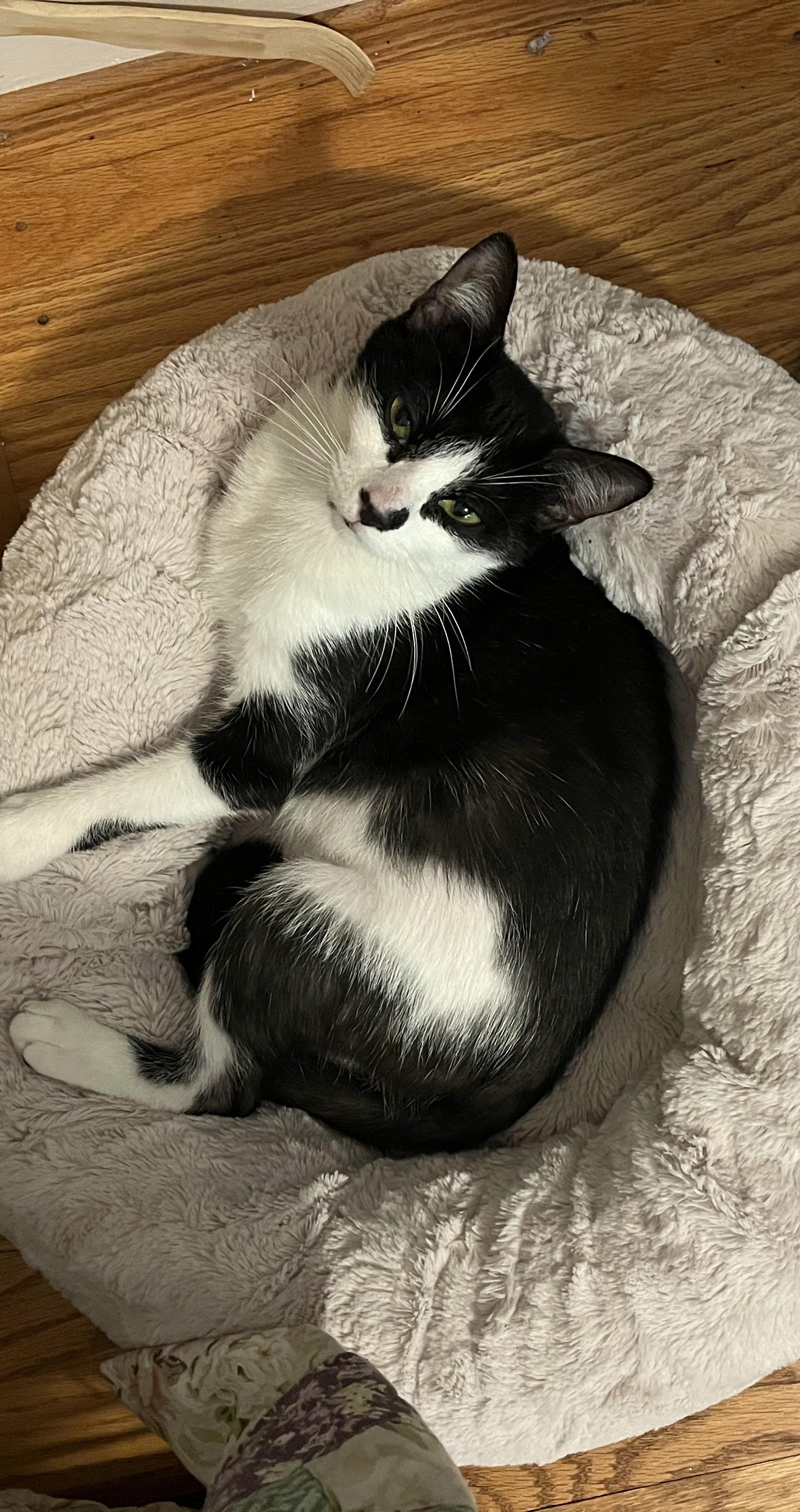 Enlarge Liberty, a Adoptable Domestic Short Hair in Cheshire, CT image 3/3
