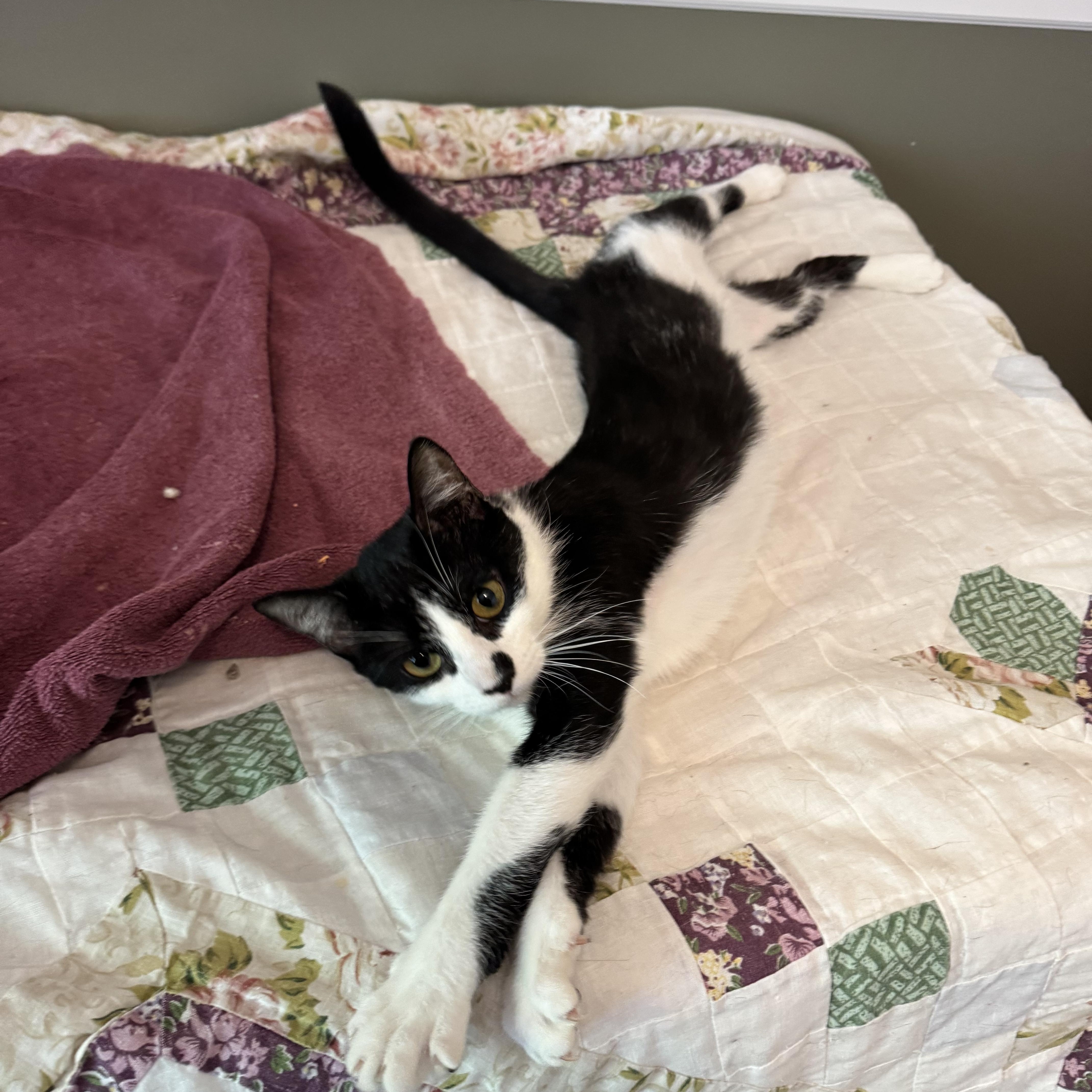 Enlarge Liberty, a Adoptable Domestic Short Hair in Cheshire, CT image 2/3