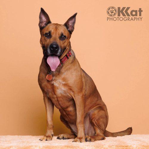 Reba, Adoptable, Young Female German Shepherd Dog & Mixed Breed.