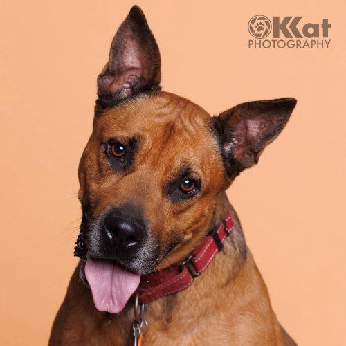 Reba, a Adoptable mixed breed in Edmond, OK image 2/5