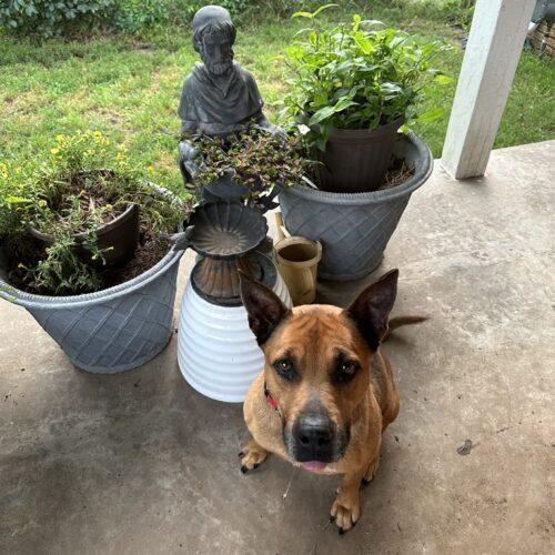 Reba, a Adoptable mixed breed in Edmond, OK image 3/5