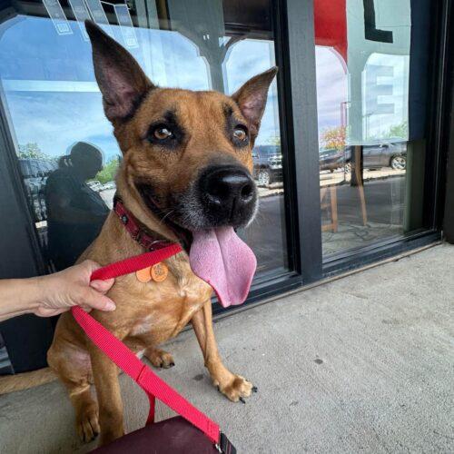 Reba, a Adoptable mixed breed in Edmond, OK image 1/5